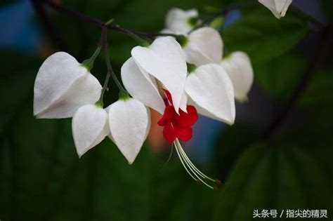 龍吐珠|龍吐珠 (植物)